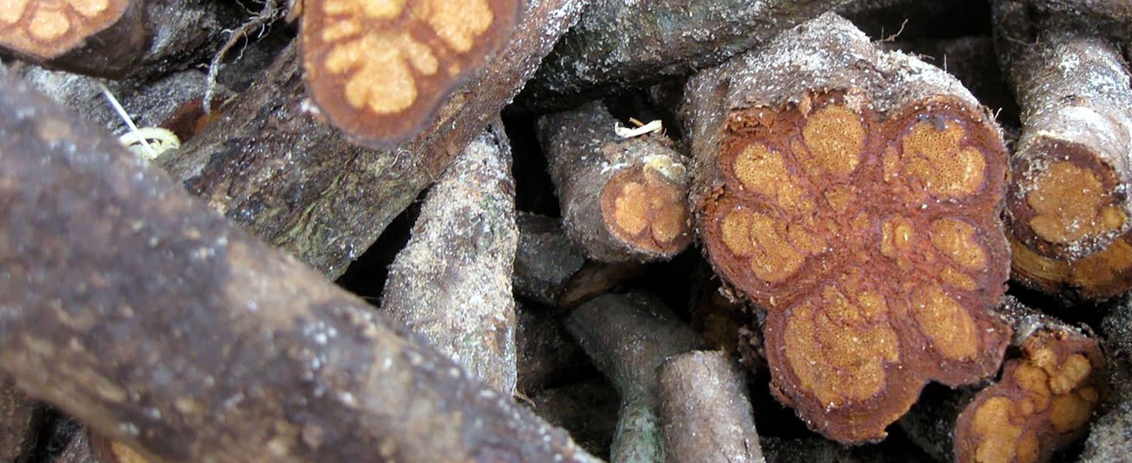Caapi Vines