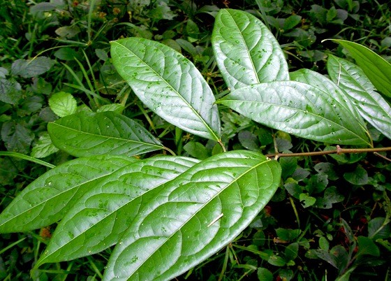 Chacruna
