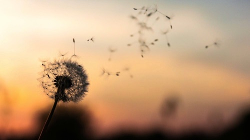 Thistledown
